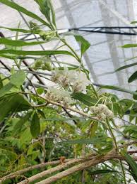 Image result for Gomphocarpus physocarpus