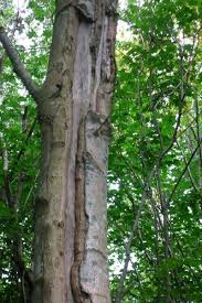 Full perm mesh land impact: Frost Cracks Faqs About These Vertical Cracks In Trees American Climbers