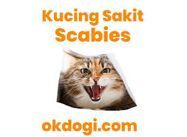 Tandatanda kucing sakit my cats diary 11. Ciri Kucing Terkena Rabies Bisa Fatal