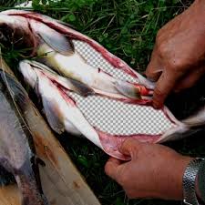 The Guts Of Beneath Food Fish Meat
