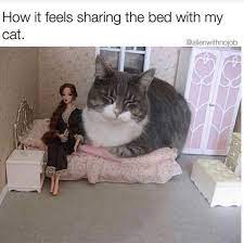 Precisely Funny Cats Funny Animal Memes Funny Animals