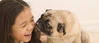 It's easy to look at a short haired dog breed and assume that the lack of long fur means they will shed less. 15 Types Of Short Haired Dogs Find The Perfect Breed For Your Family Care Com Resources