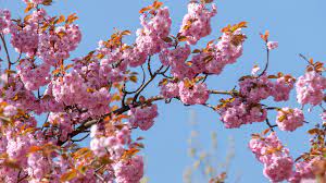 Flowering cherry trees are among the showiest and most dramatic trees that can be grown in your home landscape. Japanese Flowering Cherry Plant Care And Growing Guide