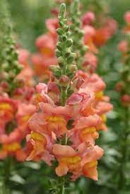 Antirrhinum Majus Potomac Orange Snapdragon Flowers October Flowers Flowers