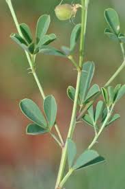 Image result for Crotalaria quarrei