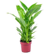 Le piante da interno resistenti necessitano di pochissime. Giglio Della Pace Spathiphyllum Strauss Garden Center Jardinitis
