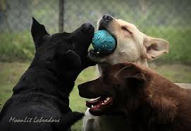 Our dogs are much calmer than even though this color is registered yellow with akc, don't be fooled. Moonlit Labradors Color Myth Moonlit Labradors Black Yellow And Chocolate