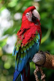 Bird With No Feathers Scarlet Macaw By Marboed I Beg To Differ This Is A Greenwing Macaw Scarlet S Have No Feathers On Their Most Beautiful Birds Colorful Birds Beautiful Birds