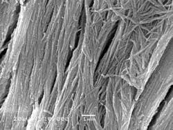 Accuracy of the tested digitization method was expressed by. Bone Wikipedia