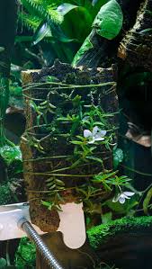 Image result for Angraecum sacciferum