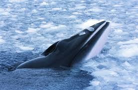 Until recently the minke whale, found in all oceans of the world, was considered to be just one species. Minke Whale Facts Pictures More About Minke Whale