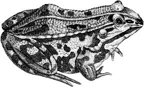 11 Frog Images And Clip Art The Graphics Fairy This black and white from engraving is quite cute. 11 frog images and clip art the