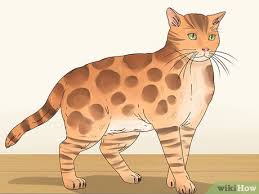 Tica registered bengal kittens for sale in ca. How To Identify A Bengal Cat 9 Steps With Pictures Wikihow