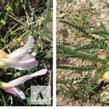 Image result for Vincetoxicum apiculatum