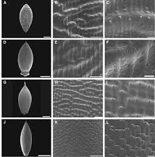 Image result for Urochloa deflexa