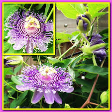 Caracuj Passion Fruit Plants Passion Fruit Garden