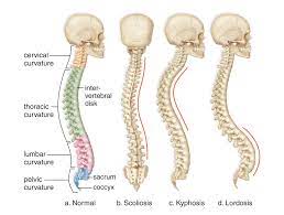 Spinal Curvatures Biology Forums Gallery Energy Healing Energy Healing Reiki Spinal