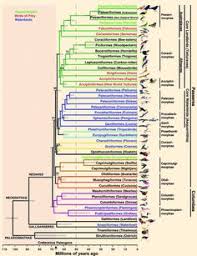 7 Best Bird Classification Images Phylogenetic Tree Birds