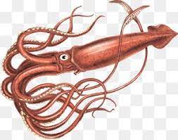 Giant Squid Png Potton Burton Under The Ocean Potton Burton 300 237 Png Download Free Transparent Background Giant Squi Giant Squid Under The Ocean Squid