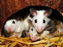 They can survive long periods of dry weather and when the weather. Plague Of Mice Hits Parts Of Rural Australia Oceania Gulf News