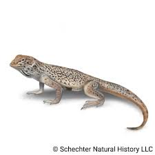Maybe you would like to learn more about one of these? Mojave Fringe Toed Lizard Uma Scoparia Schechter Natural History