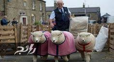 صور احتفال في بريطانيا لاختيار ملك جمال الخرفان موقع رائج sheep animal planet pictures