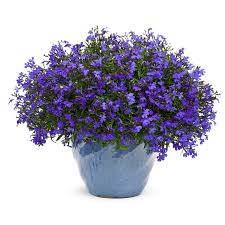 Image result for Lobelia livingstoniana