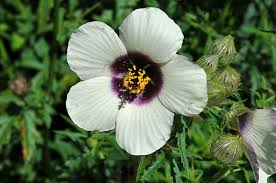Image result for Hibiscus cannabinus