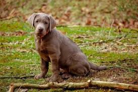 Image result for výmarský dlouhosrstý ohař