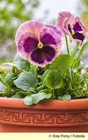 Choose your favorite cedar rapids iowa designs and purchase them as wall art, home decor, phone cases, tote bags, and more! Welcome To Peck S Flower Garden Shop Of Cedar Rapids Iowa Garden Shop Flowers Flower Garden