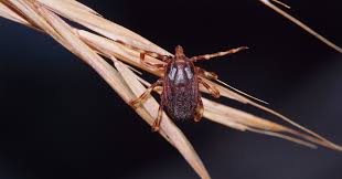 Image result for Viscum congolense