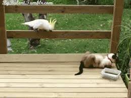 Weitere ideen zu lustige tiere, tiere, gif lustig tiere. Gif Funny Animals Tiere Lustig Animated Gif On Gifer