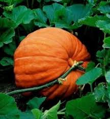 To grow vegetables at home during this period, you can still buy your jc garden seed online here. 38 Vegetable Seeds Ideas Vegetable Seed Seeds Vegetables