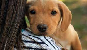 Check spelling or type a new query. Mary S Dogs Rescue And Adoption Home
