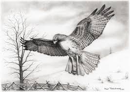 Check spelling or type a new query. Red Tail Hawk Drawing By Paul Treadway