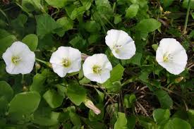 Image result for Convolvulus goyderi