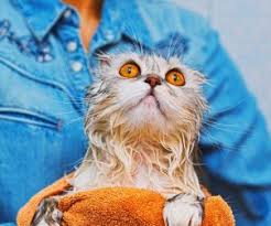 Kedi Bakimi Mama Beslenme Sagligi Hakkinda Miyhav Com
