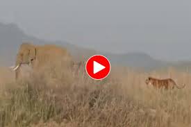 Tiger Tries To Hunt Elephant, Runs Away ...