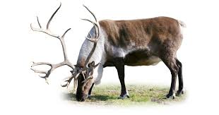 Interesting info about its plants and animals. Tundra Facts For Kids Tundra Animals Dk Find Out
