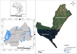 Image result for Malaxis weberbaueriana