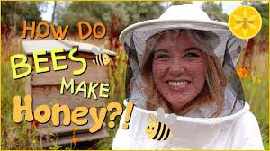 How do bees make Honey?