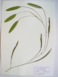 Image result for Potamogeton nodosus