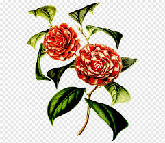 We did not find results for: Taman Mawar Desain Bunga Camellia Jepang Bunga Botani Bunga Mawar Taman Desain Bunga Kamelia Jepang Png Pngwing