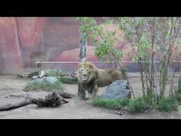 The three mobile network powers ck hutchison holdings' international development hub, ckh iod. Three S Company Parody 2016 Youtube