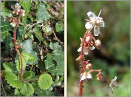 Image result for Galiniera saxifraga