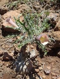 Image result for Pterodiscus elliottii