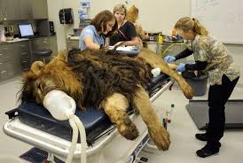 Become A Wildlife Vet Tech Rehabilitate Vet Assistant Vet Medicine Pet Vet
