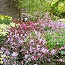 The leaves have the same sage flavor that you know and love, but the green leaves on the tricolor sage feature a white edge with pink and purple coloring. 10 Design Tips For A Perfect Perennial Border Costa Farms