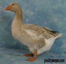 At the end of this post, you will. American Buff Geese For Sale