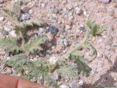 Image result for Convolvulus aschersonii